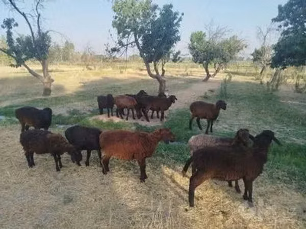 كبش, الأغنام — أوزبكستان