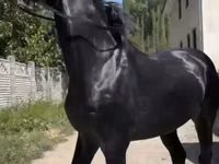 حصان, Friesian sport horse — الصورة 7