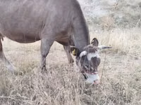 母牛, Cattle — 照片 1