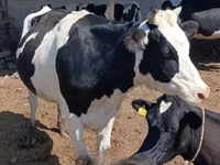 Kuh, Holstein-Rasse — Foto 4