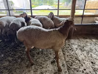 كبش, Rhon sheep — الصورة 5