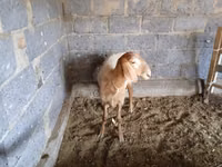 Oveja, Ovejas — foto 5