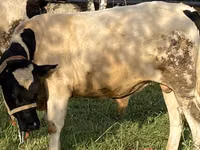 公牛, Simmental cattle — 照片 2
