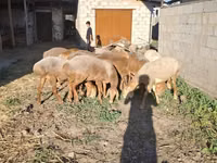 Schafe (Partie, Geschlecht nicht angegeben), Hissar sheep — Foto 4