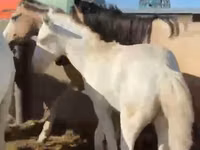 घोड़ा, Kazakh horse — फ़ोटो 3