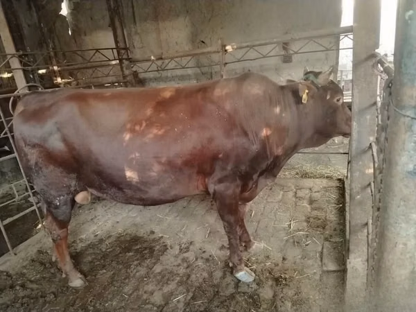 公牛, Cattle — 乌兹别克斯坦