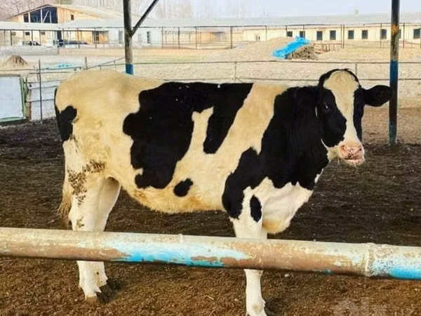 गाय, Russian Black pied cattle — उज़्बेकिस्तान