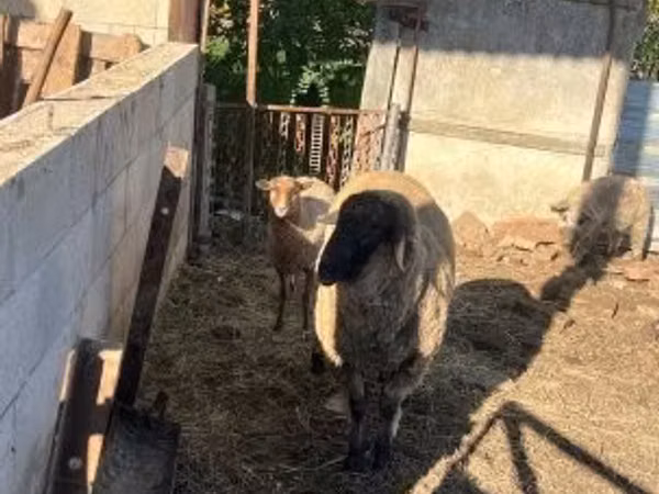 أغنام (دفعة، الجنس غير محدد), Cameroon sheep