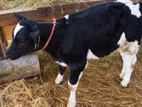 Vaca, Raza Holstein — foto 3