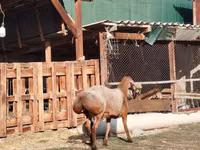 मेढ़ा, Edilbay sheep — फ़ोटो 4