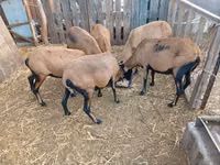 Schaf, Cameroon sheep — Foto 3