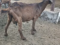 Ziegen (Partie, Geschlecht nicht angegeben), Beetal goats — Foto 4
