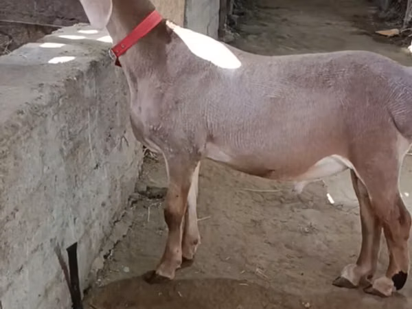 Schaf, Edilbay sheep — Kirgisistan