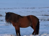 Hengst, Mugalzhar horse — Foto 6