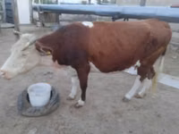 Cow, Latvian Blue cattle — photo 2