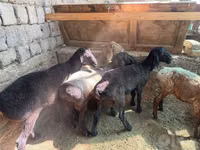 Widder, Rhon sheep — Foto 4