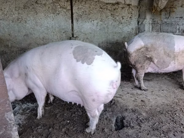Säue, Schweine