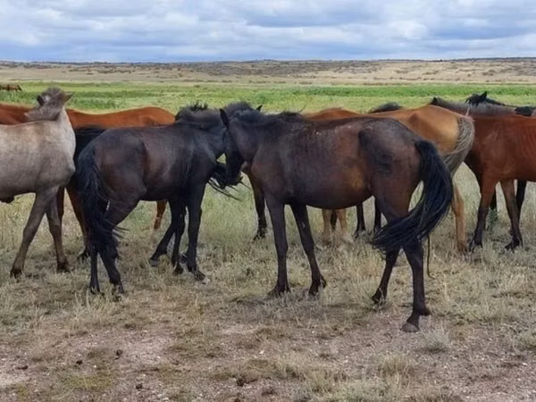 Stute, Kazakh horse — Kasachstan
