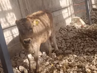 بقرة, Swiss cattle — الصورة 1