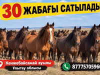 Pferde (Partie, Geschlecht nicht angegeben), Kazakh horse — Foto 1