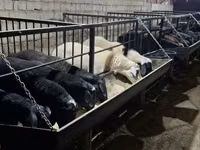 Ram, Sheep — photo 1
