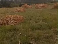 Мака (жүгөрү) пая. Ош, 9-км (Чагыр), Мадыга жетпей. 300 боо, 40 сомдон — сүрөт 3