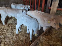 Bull, Simmental cattle — photo 2