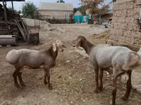 Carnero, Arashan sheep — foto 1