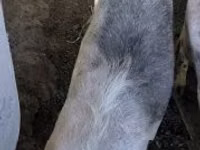 Säue, Schweine — Foto 1