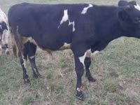 Bulle, Holstein-Rasse — Foto 2