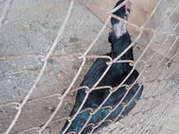 Chickens — الصورة 2