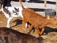 Rinder (Partie, Geschlecht nicht angegeben), Simmental cattle — Foto 5
