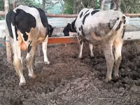 公牛, Holstein breed — 照片 2