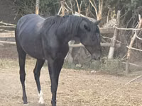 公马, Horses — 照片 1