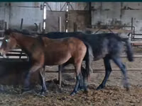 خيول (دفعة، الجنس غير محدد), Kazakh horse — الصورة 1