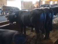 公牛, Simmental cattle — 照片 2