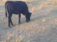 母牛, Cattle — 照片 1