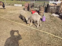 भेड़, भेड़ — फ़ोटो 2