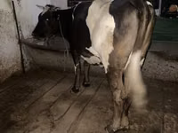母牛, Russian Black pied cattle — 照片 3