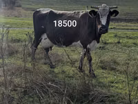母牛, Russian Black pied cattle — 照片 2