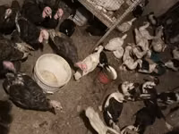 Turkeys — foto 2