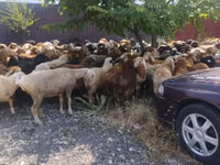 كبش, الأغنام — الصورة 4