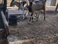 Ziege, Nubian Goat — Foto 6