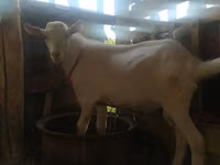 Cabra, Saanen goat — foto 5