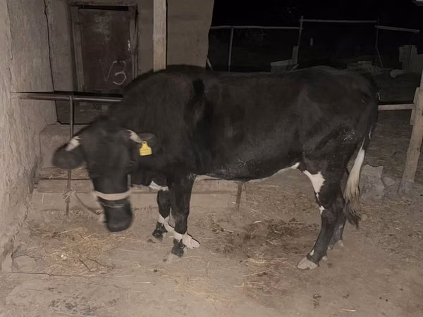गाय, Latvian Blue cattle — कज़ाखस्तान