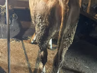 母牛, Swiss cattle — 照片 3