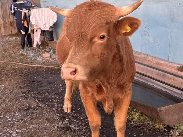 Bulle, Rinder