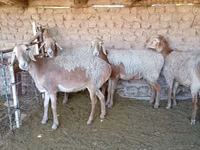 Qoʻy, Arashan sheep — 8-rasm