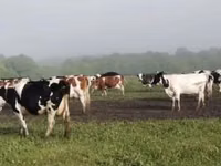 Sigir, Swiss cattle — 2-rasm