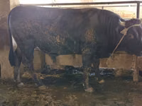 Бұқа, Swiss cattle — 2-сурет